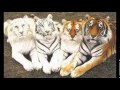 anime big cats -Dear- Miku Hatsune 