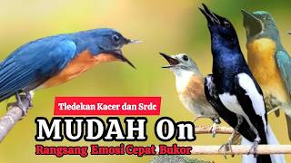 Download lagu TERBUKTI AMPUH, MERANGSANG EMOSI TLEDEKAN GUNUNG, SRDC DAN KACER mp3 Download lagu TERBUKTI AMPUH, MERANGSANG EMOSI TLEDEKAN GUNUNG, SRDC DAN KACER mp3
