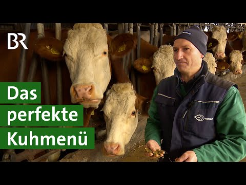 Milchkühe richtig füttern: So bleibt die Kuh gesund und gibt mehr Milch | Unser Land | BR