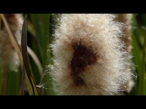 flora brasil sertaneja brasileira DISPERSÃO DE SEMENTES jardim paisagismo jardinagem brazilian