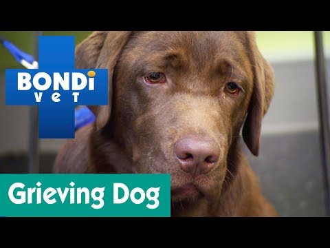 How To Help A Grieving Dog? | Ask Bondi Vet