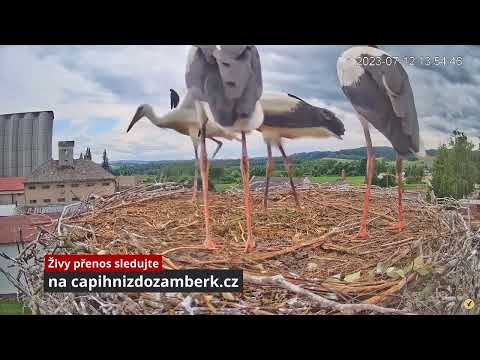 Protahování křídel - Čapí hnízdo Žamberk