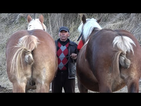 Caii domnului Nelu de la Calata, Cluj - 2021 Nou!!!