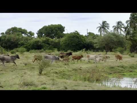 Nous, gens de la terre - la Guadeloupe / Extrait