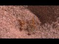An Ant Horror Movie