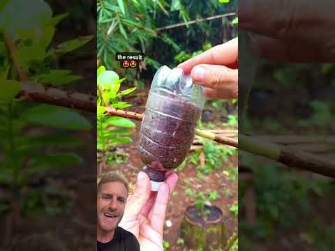Horta em casa: Plante árvores e colha frutos com o jeito certo.