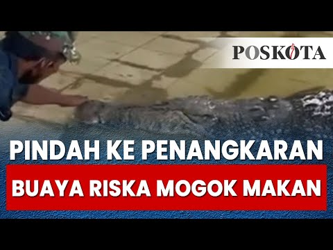 Pindah ke Penangkaran Buaya Riska Malah Mogok Makan