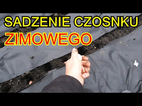 , title : 'Sadzenie Czosnku ZIMOWEGO | Czosnek uprawa na działce'