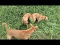 Desi Dog Meeting Fight Aggressive Dog Fight
