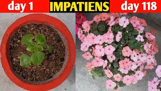 How To Grow Impatiens Flower Plant In Pot | Best Flower Plant For Partial Sunlight | Complete Video