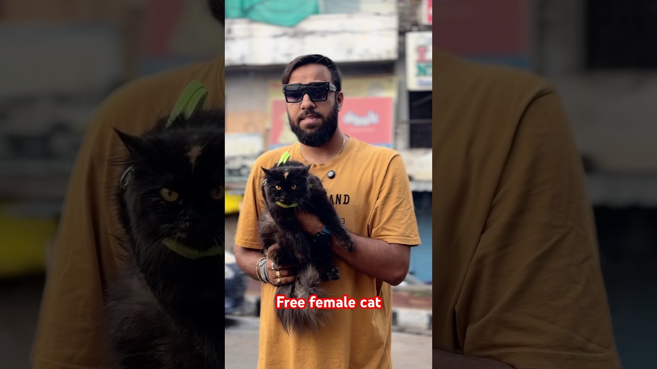 Free cat giveaway #pets #cat #dog