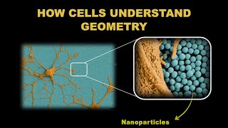 Stem cells understand geometry. How?