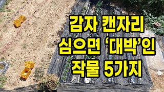 감자 캔 자리 심으면 대박인 작물 5가지 잊지 말고 심어보세요