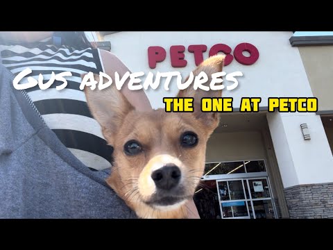Chihuahua mix puppy, Gus, takes a car ride to PetCo