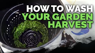 How to Harvest, Wash, and Dry Your Greens Quickly