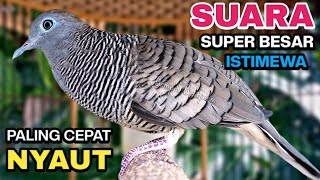 Download lagu Perkutut Lokal Gacor Suara Kung Besar Pancingan Burung Perkutut Agar Bunyi. mp3