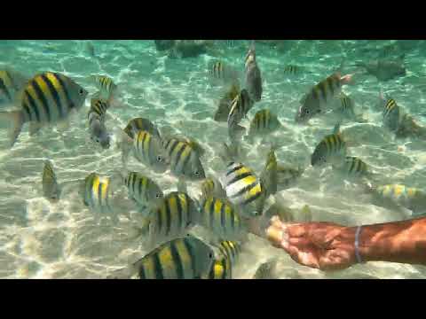 The most beautiful beach ⛱️  republica dominicana