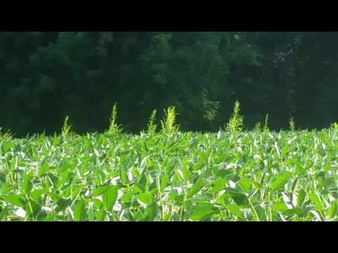 Galactic Greetings from Gaia~ ¤ Light Coded Light Language MultiDimensional Message from Sirius