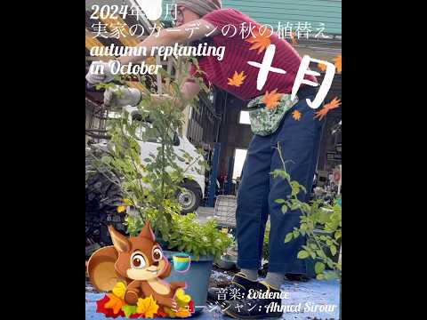 モダンな庭園の多年生植物、草、木  庭園