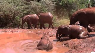 preview picture of video 'Sheldrick Elephant Orphanage'