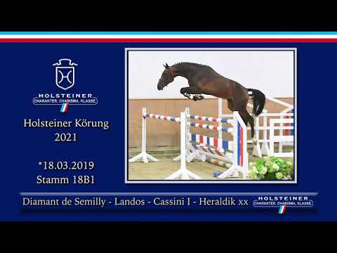 Holsteiner Körlot 2021 | Nr. 33 v. Diamant de Semilly - Landos - Cassini I - Heraldik xx