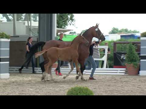 Milnikel, Fürst Toto-Fidertanz-Ampere