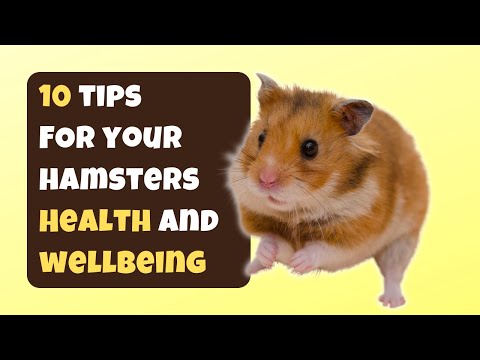 10 Tips For Your Hamsters Health and Wellness