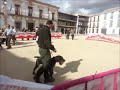 Braco Alemán de Pelo Duro - Campeonato del Club Español del Deutsch Drahthaar. Tembleque. Prueba Morfológica. 5-4-2014