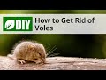 How to Get Rid of Voles