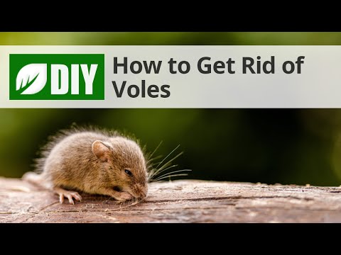  How to Get Rid of Voles  Video 