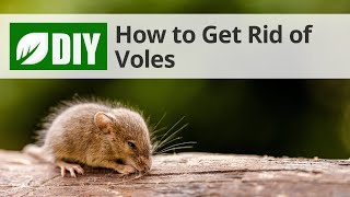 How to Get Rid of Voles