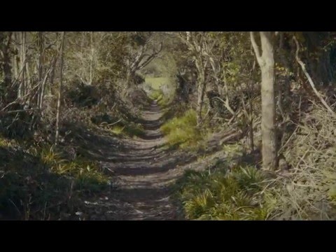 Bibio - Two Paths
