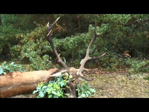 Alter ung. 14 ender erlegt!