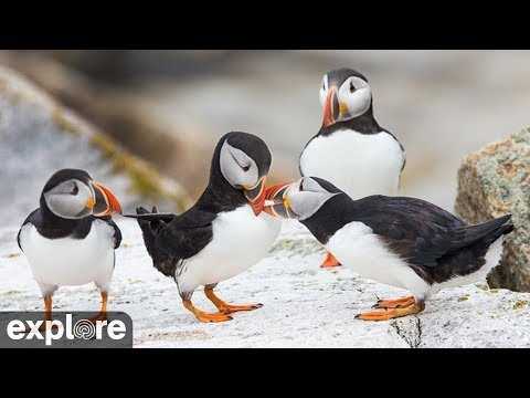 Live webcam view of Puffin Boulder Berm Seabird Cam