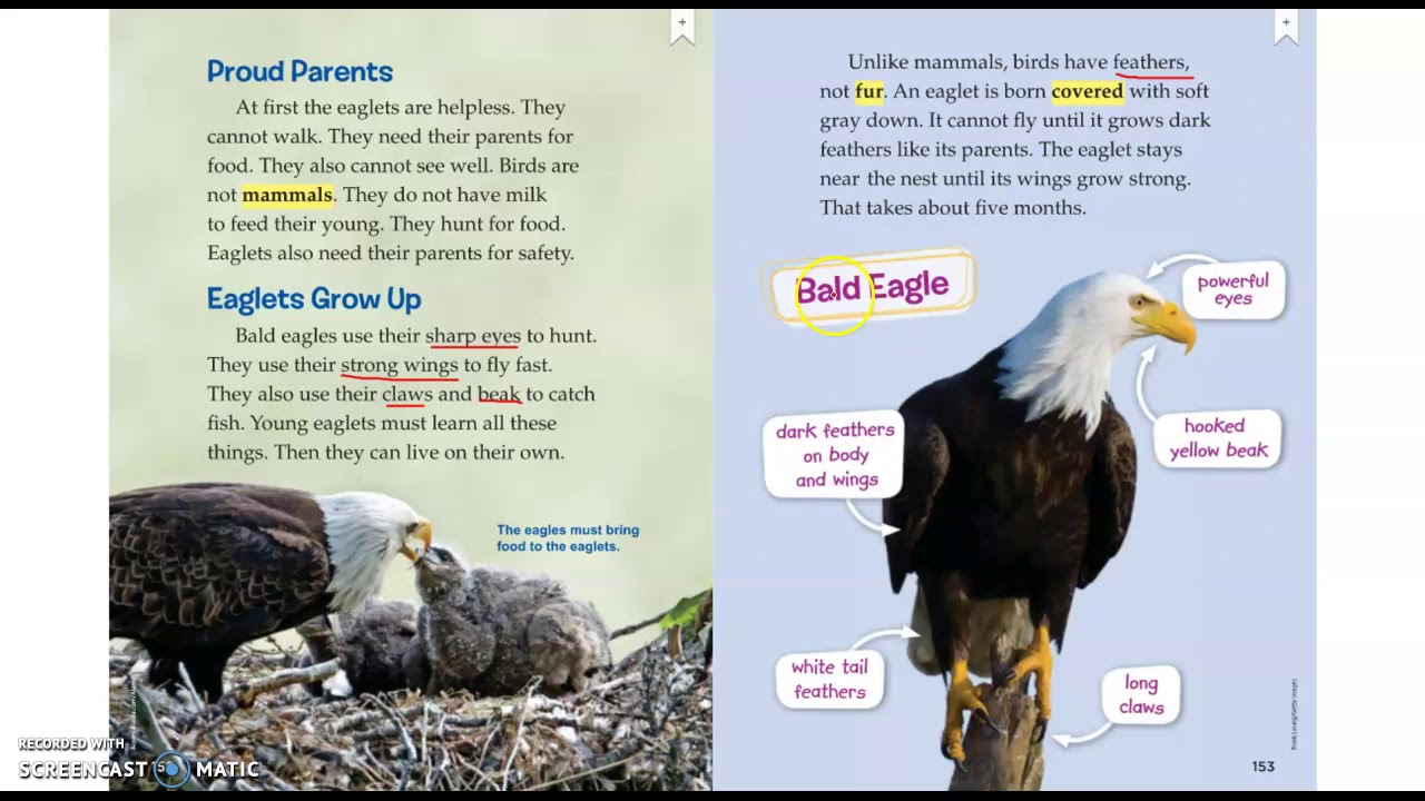 Main Topic/Key Details Eagles and Eaglets