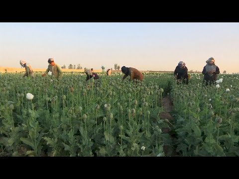First opium poppy harvest since Taliban return