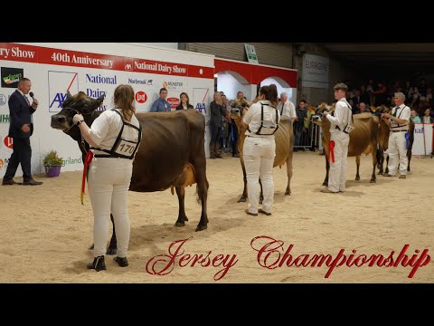 Jersey Cow in-milk and Championship.National Dairy Show 2022.Millstreet Co Cork Ireland