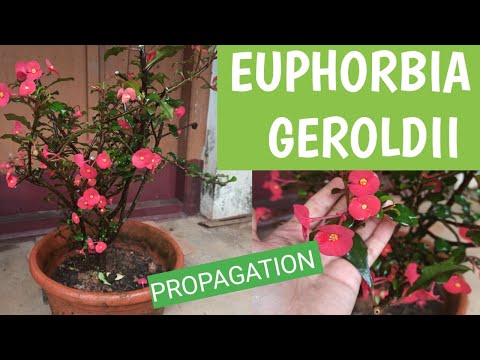 How to propagate Euphorbia geroldii/ thornless crown of thorns( ep 79)
