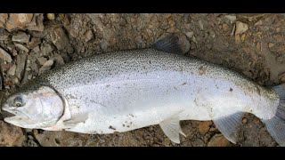 Multiple Steelhead Cought in Rocky River: Bobber Downs