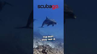 The Quick Way to Choose Your Next Diving Holiday w/ @scubago