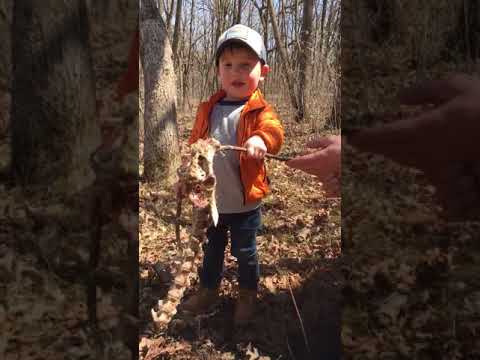 My son found a deer skeleton