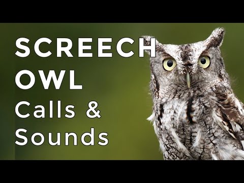 Eastern Screech Owl Sounds: Learn their TWO haunting calls! (2024)