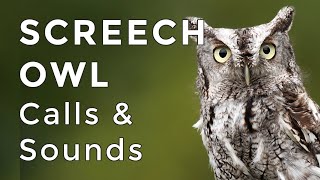 Eastern Screech Owl Sounds: Learn their TWO haunting calls! (2024)