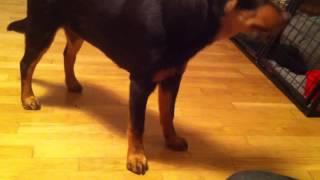 Cula 18 veckor/4 månader!