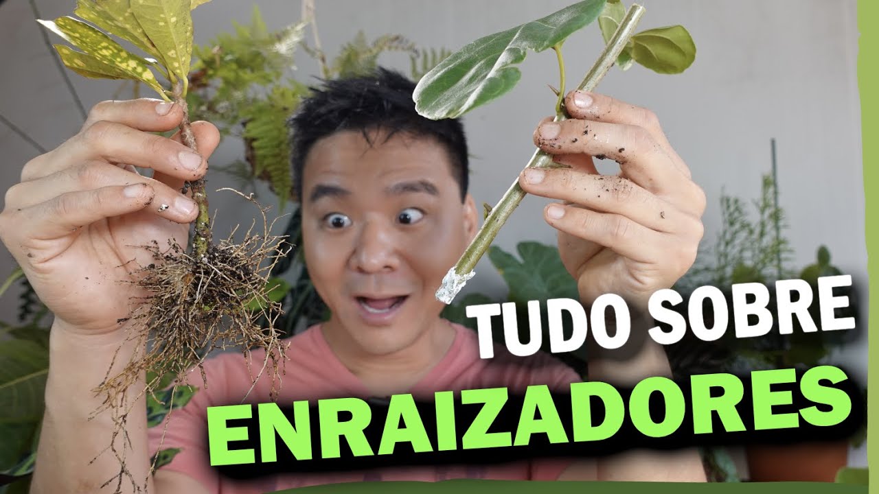 ENRAIZADORES: O que você precisa saber sobre eles