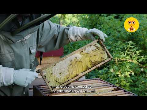 Biodlare Niklas Nyström, Lugnets Bigårdar,  berättar om biodlingens betydelse för svenskt lantbruk.