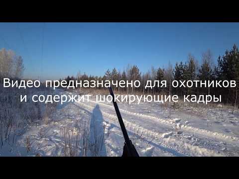 Загонная охота - Шокирующие кадры!!! Взял ТРОФЕЙ