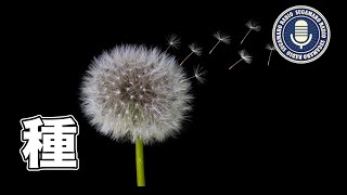 いざなぎのみこと【天理教】【すがマロRADIO】