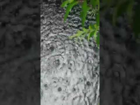 oh megharajane | sipayi | Hamsalekha| s. Janaki| Ravichandran