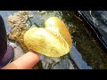 Wild golden pearl oyster! After the mountain torrent, the girl caught the rare golden shell.gold Wild golden pearl oyster! After the mountain torrent, the girl caught the rare golden shell.gold